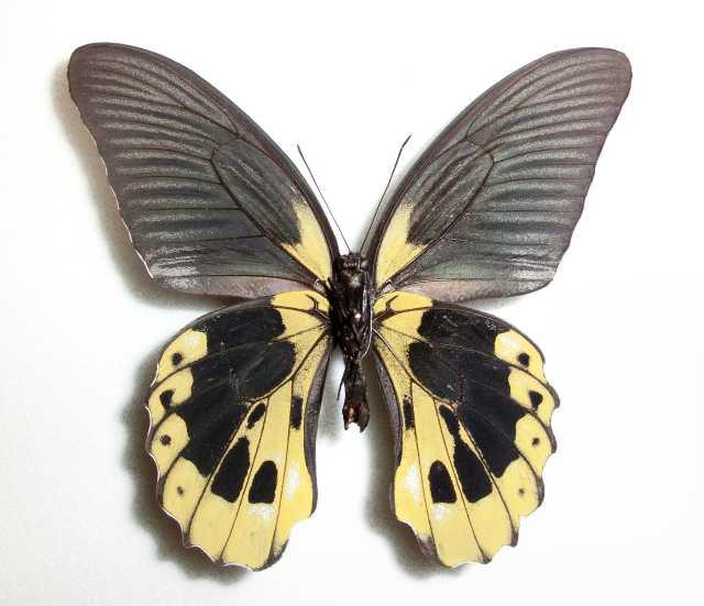 Papilio rumanzovia (aberration, marinduque is. philippines) (Internet Image property of respective owner, non-commercial use only)